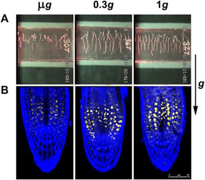 Understanding Reduced Gravity Effects on Early Plant Development Before Attempting Life-Support Farming in the Moon and Mars